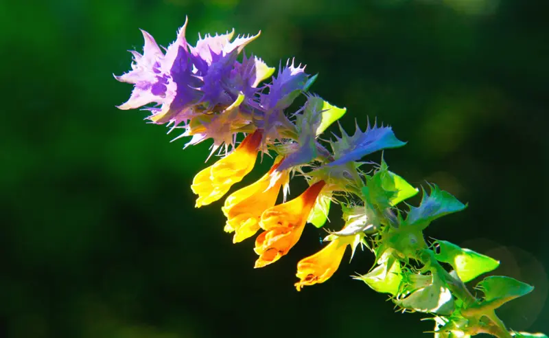 Kéküstökű csormolya